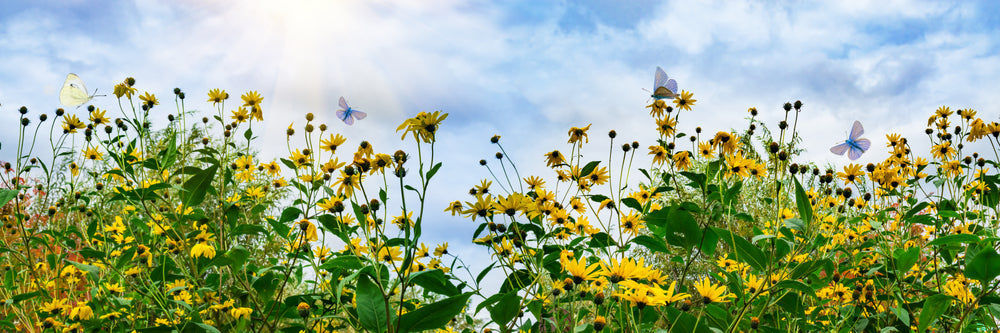 pollinator garden landscape