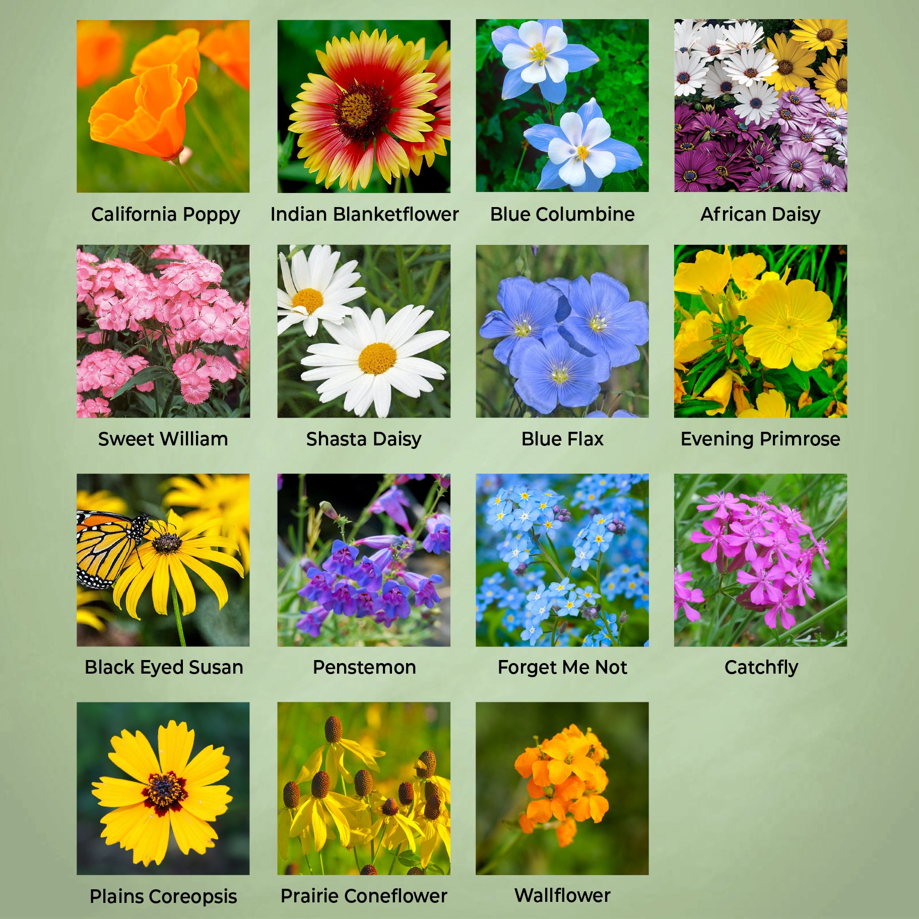 Wyoming wildflower seeds - flower varieties