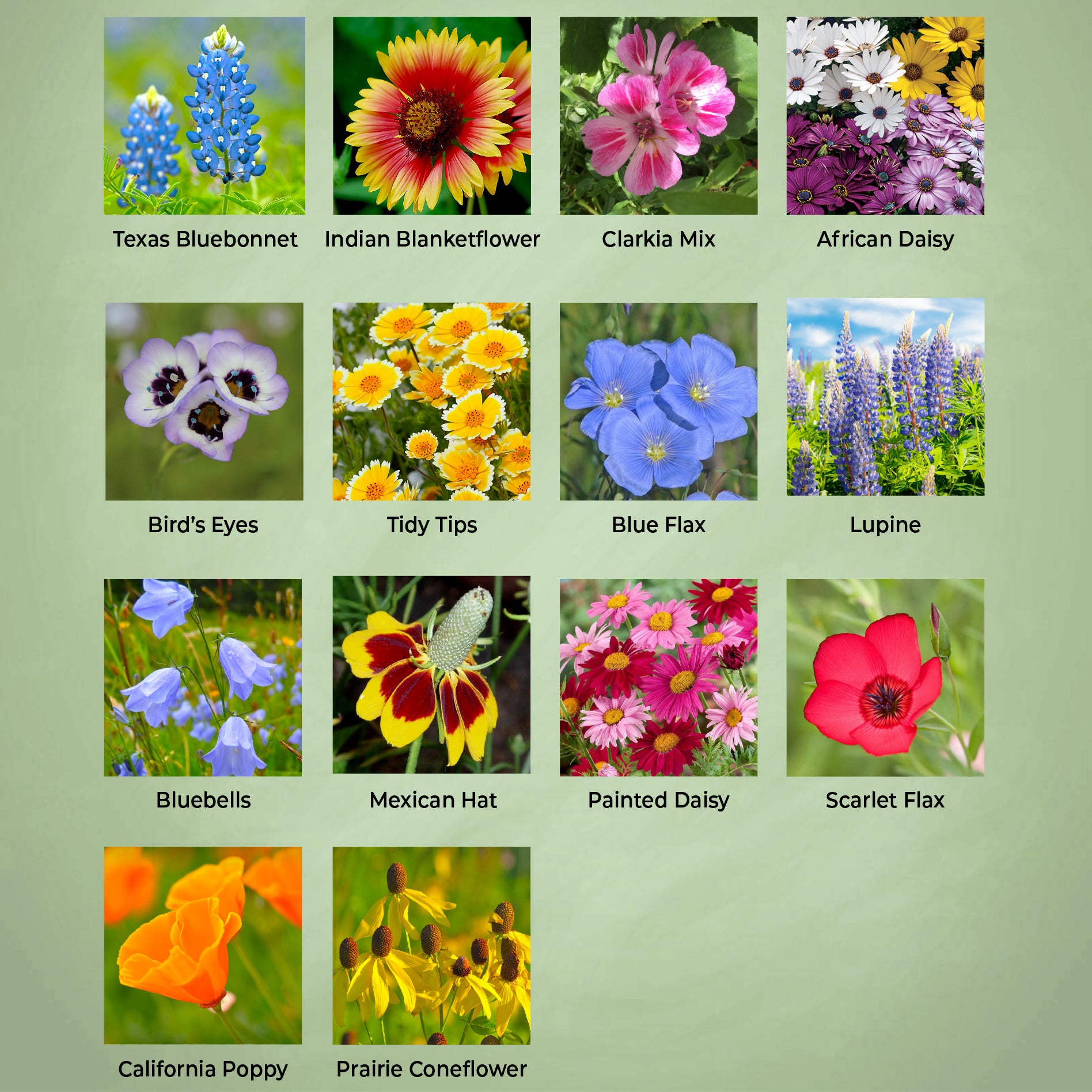 Nevada wildflower seeds flower varieties