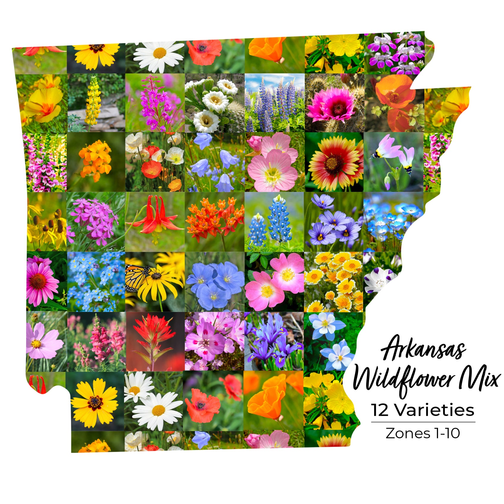 Wisconsin Wildflower Seeds - Wildflower Seed Mix