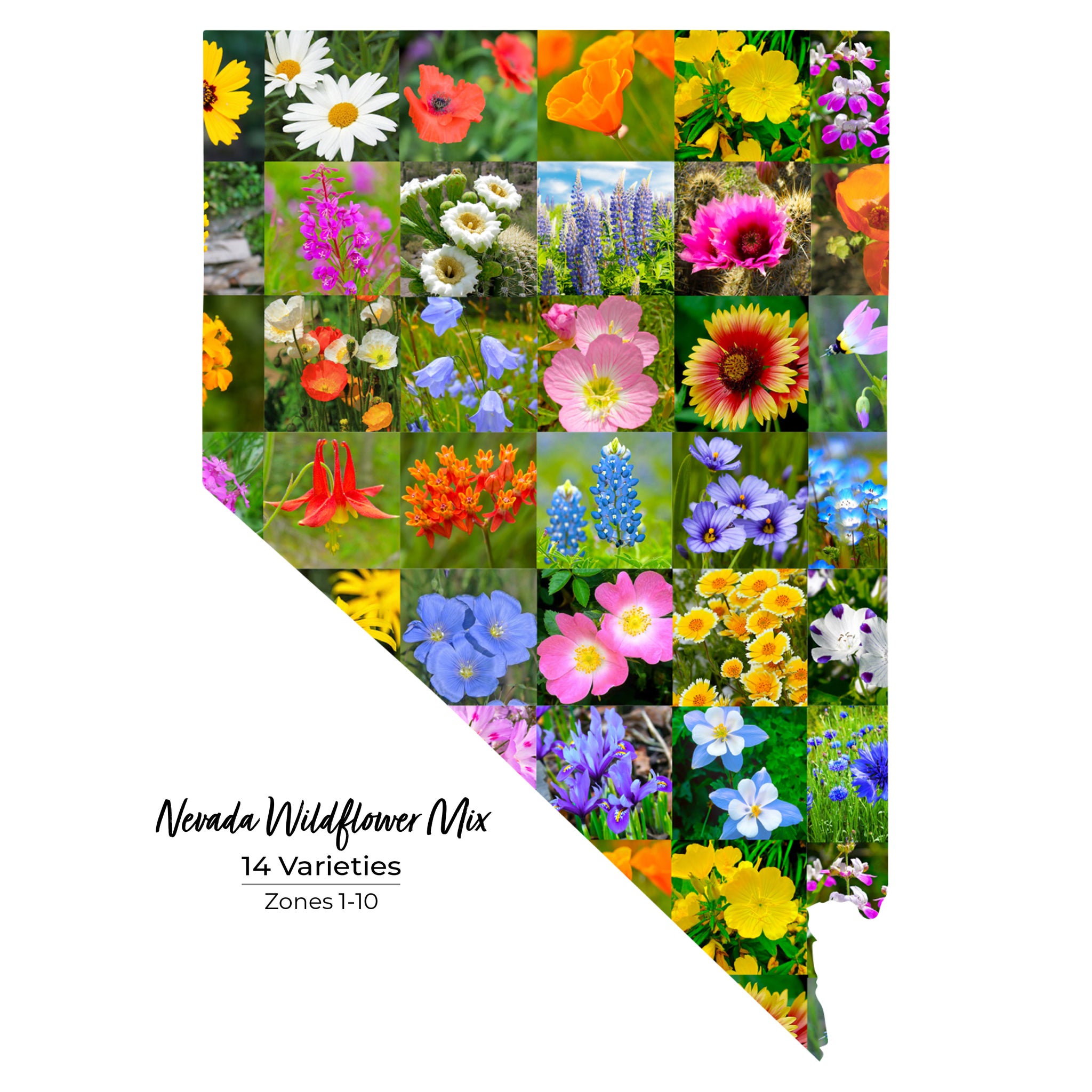 Nevada Wildflower seeds