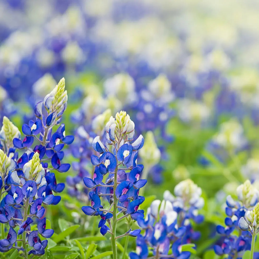 Texas Bluebonnet