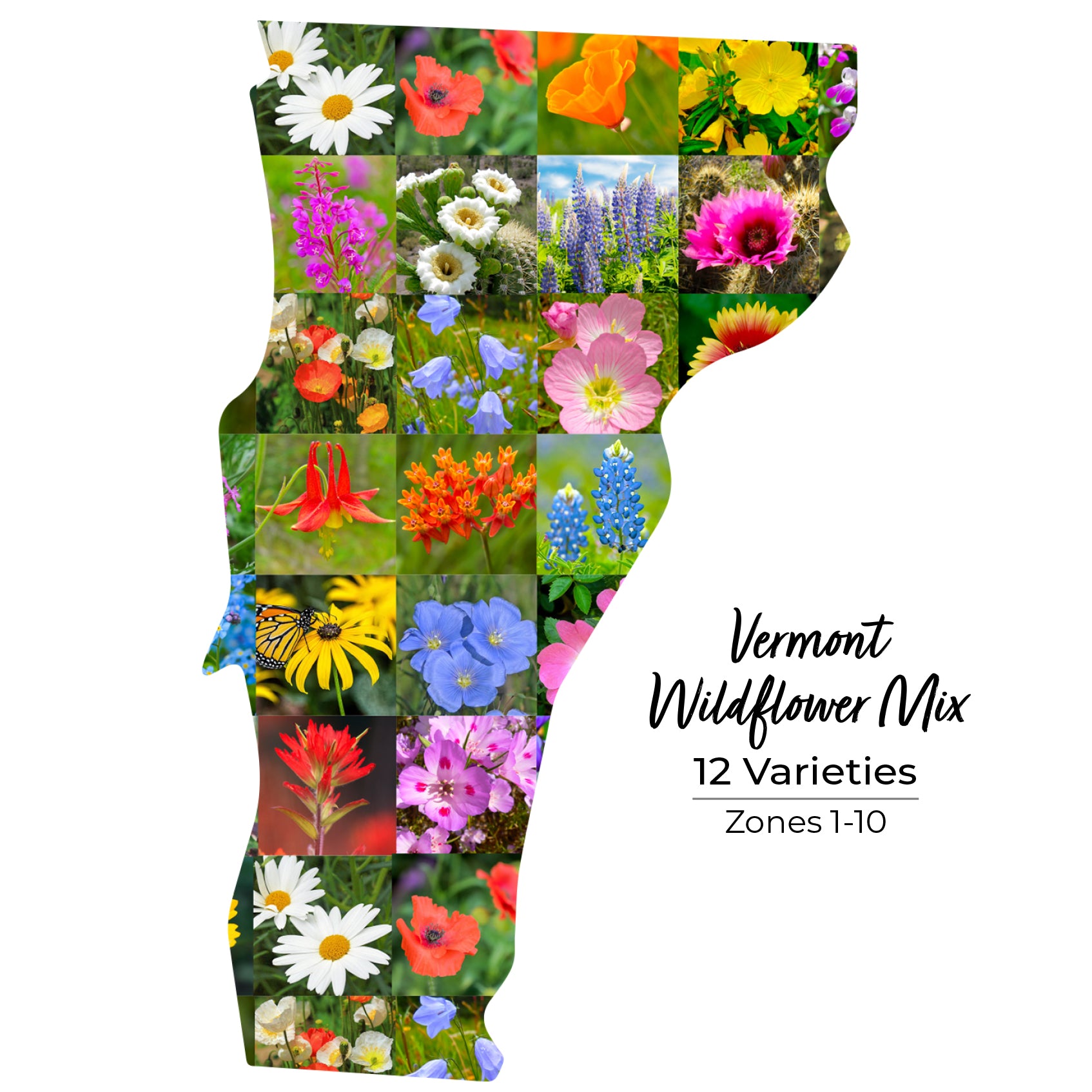 Vermont wildflower seeds