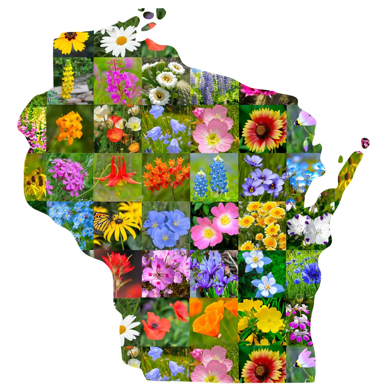 Wisconsin wildflower seed mix - state outline