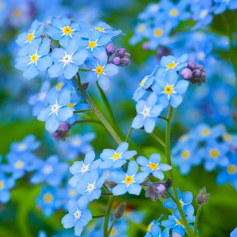 Vermont Wildflower Seed Mix - Forget me not flower seeds