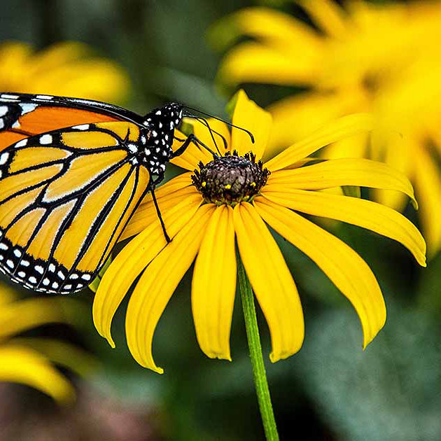 Black eyed Susan flowers - North Dakota Wildflower Seed Mix