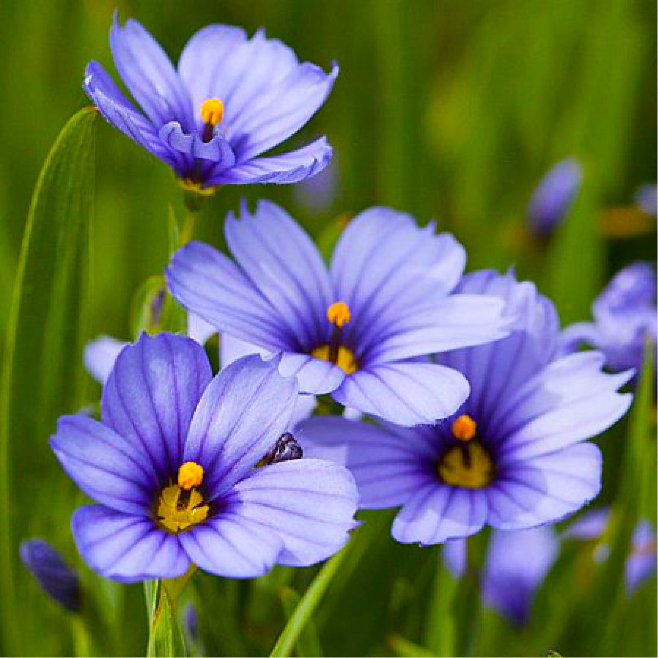 Oklahoma Wildflower Seeds - Blue eyed Grass flowers