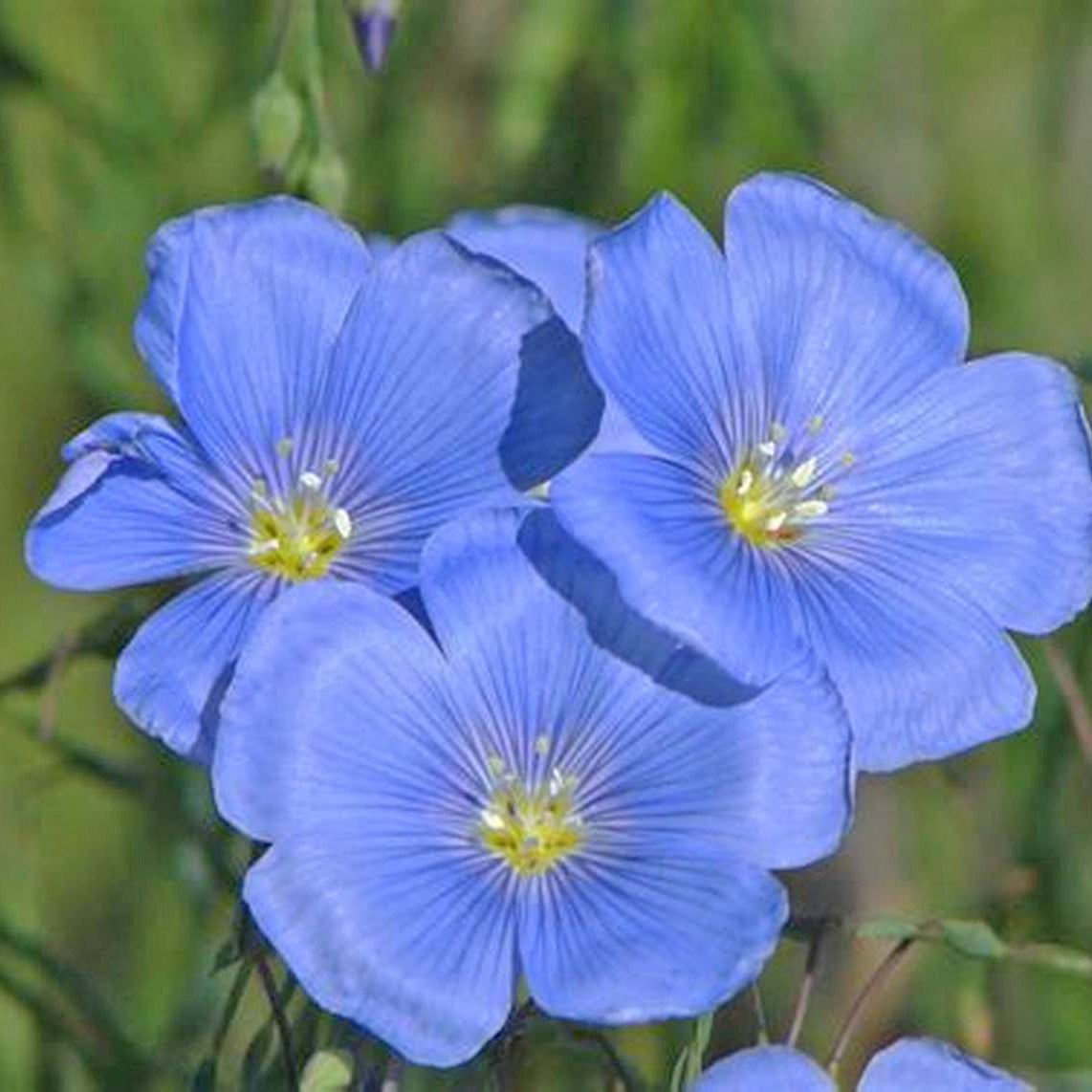 Blue Flax flower - Kentucky wildflower seed mix