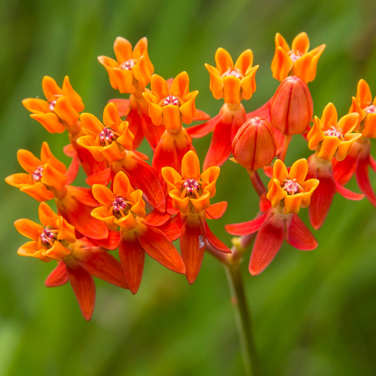 Butterfly flowers - North Dakota Wildflower Seed Mix