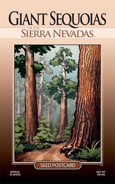 Giant Sequoia Tree Seed Packet