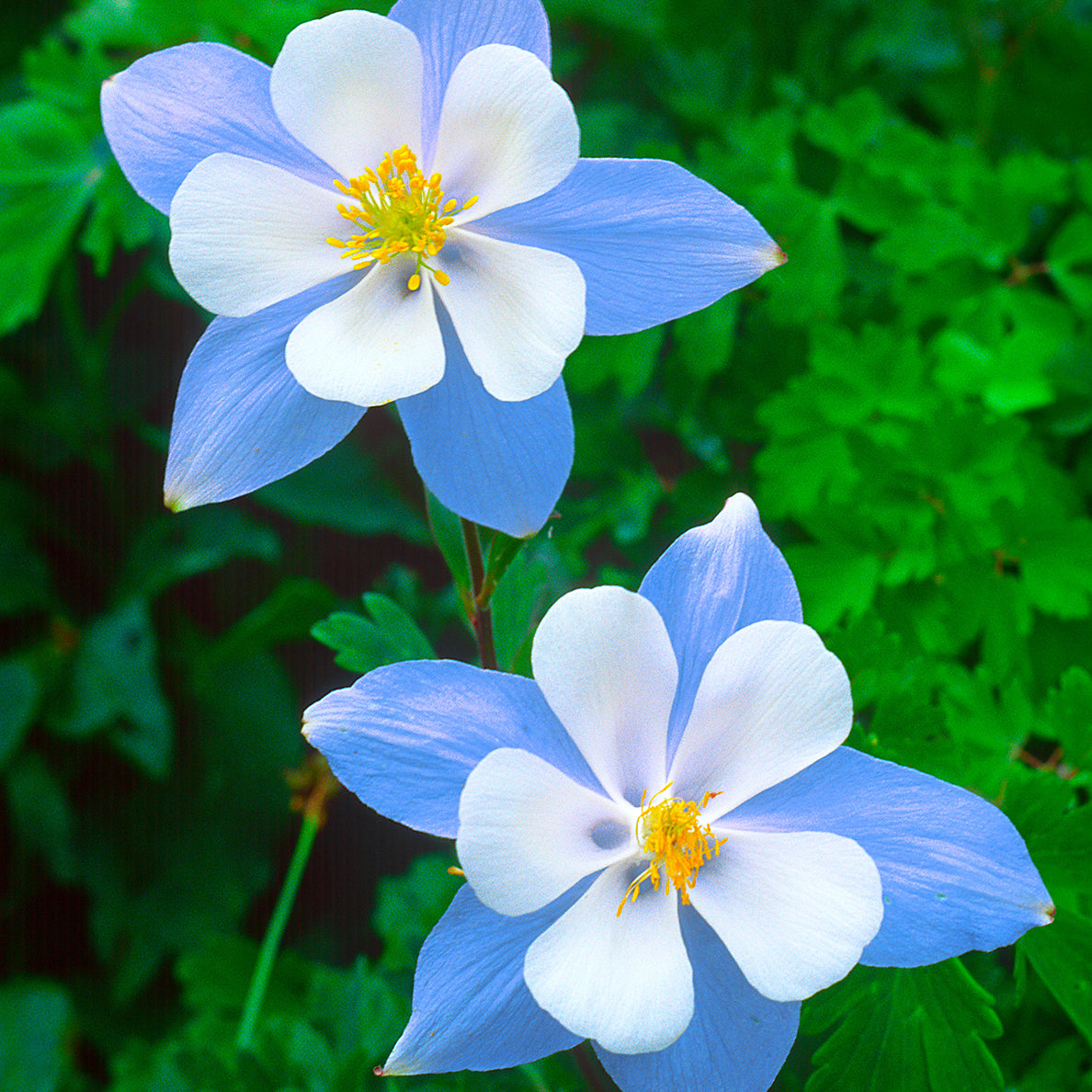 Blue Columbine flowers - North Dakota Wildflower Seeds