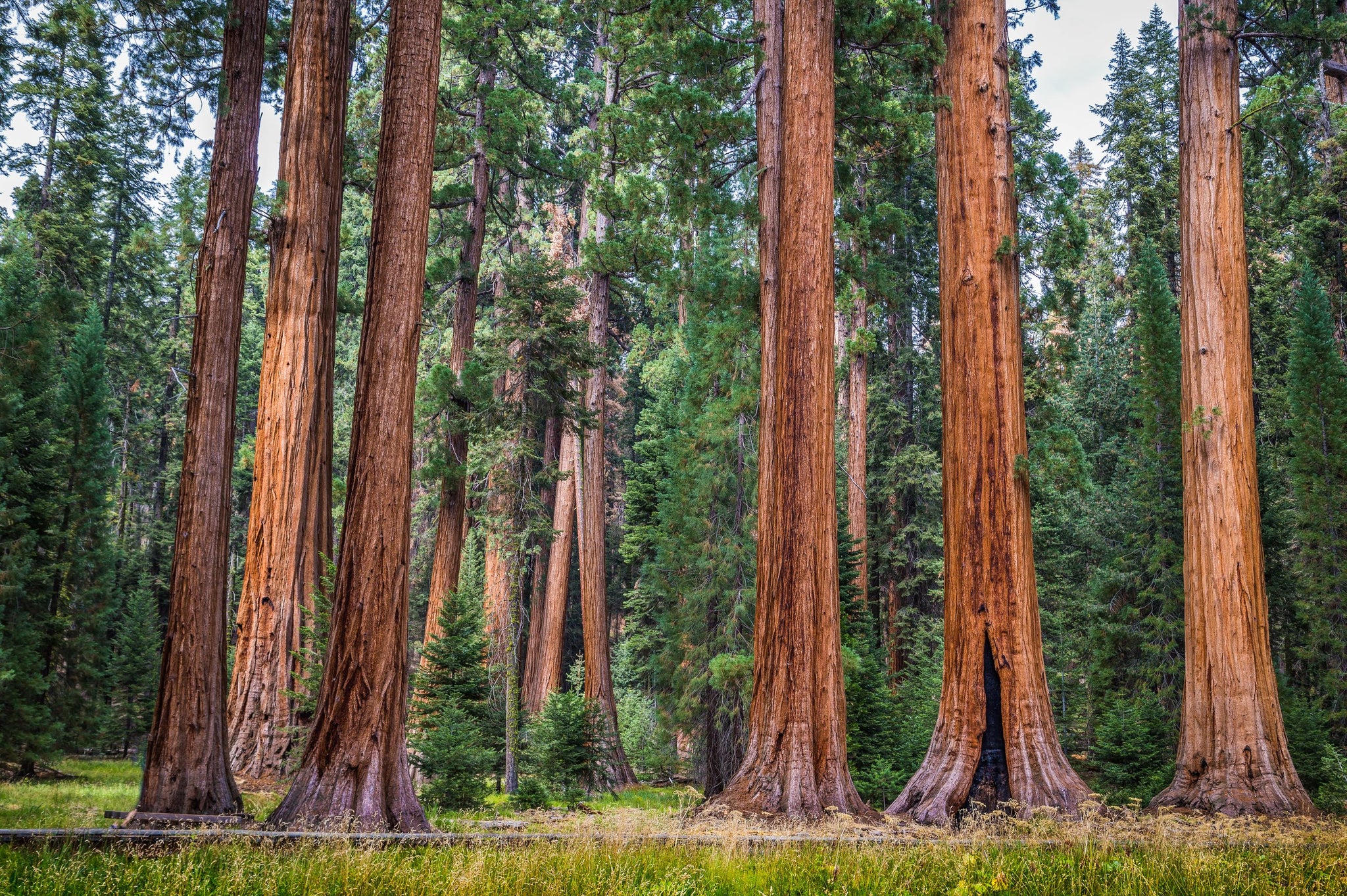 Giant Sequoias Tree 