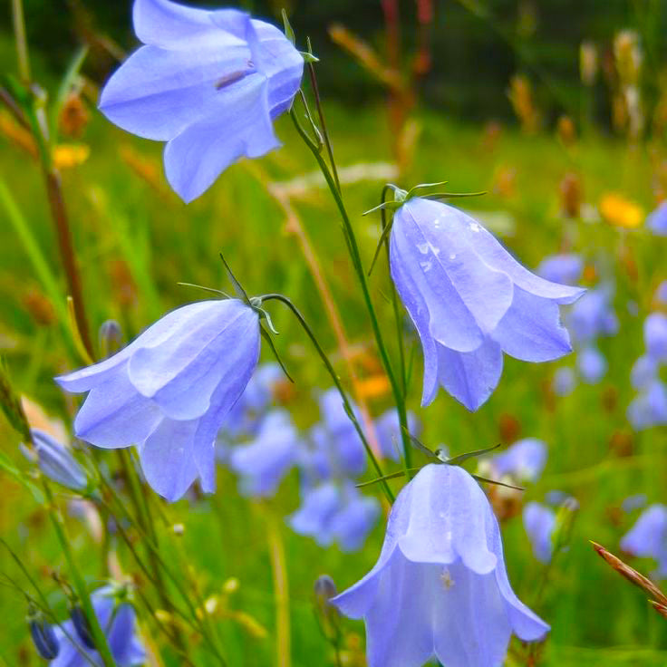 Bluebell flowers - North Dakota Wildflower Seed Mix