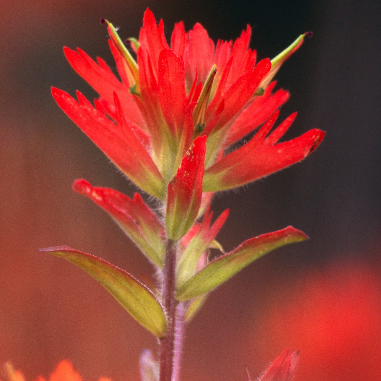 Oklahoma Wildflower Seed Mix - Indian Paintbrush flowers