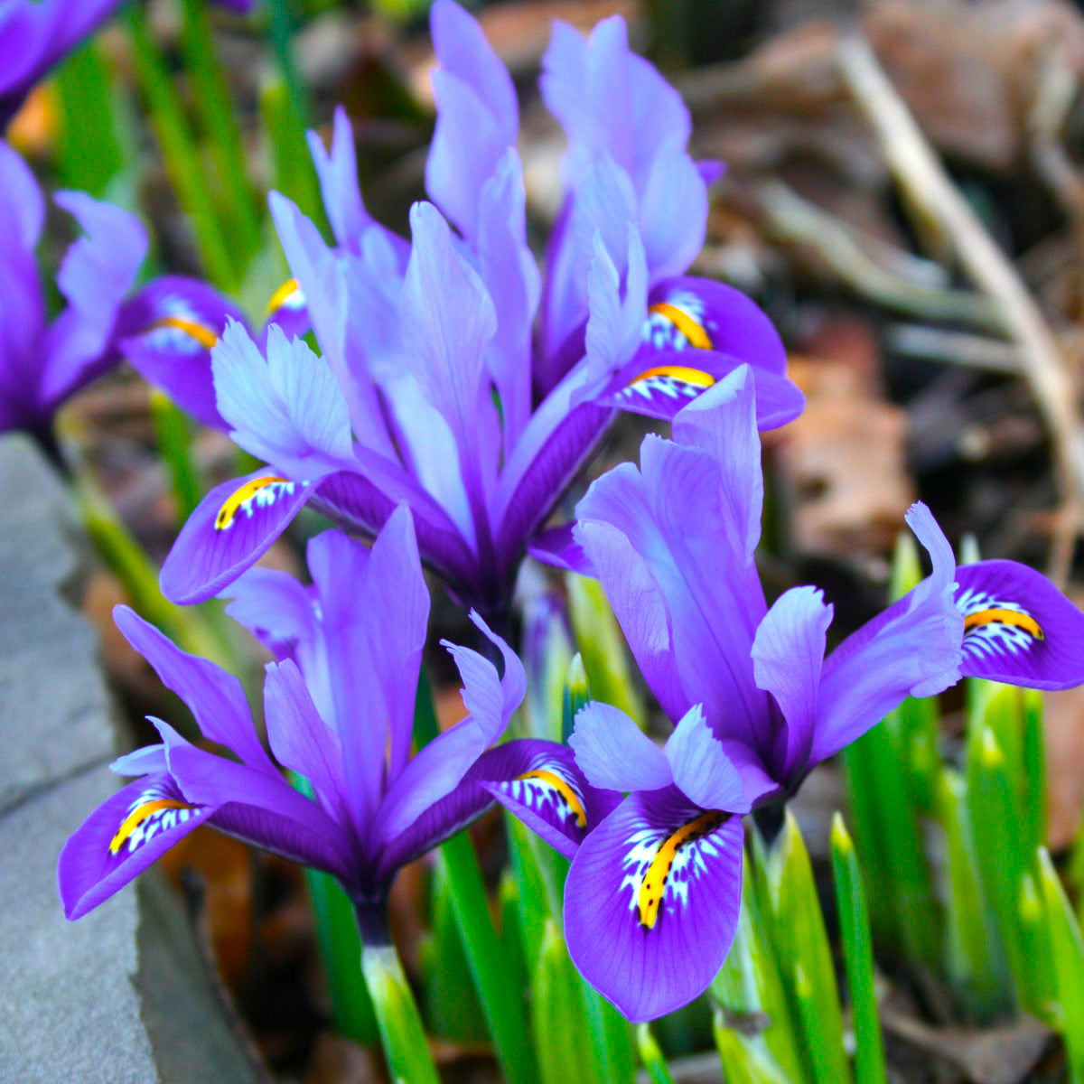 Iris flower - Kentucky wildflower seed mix