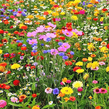 Kentucky Wildflowers Seed Mix | Created By Nature