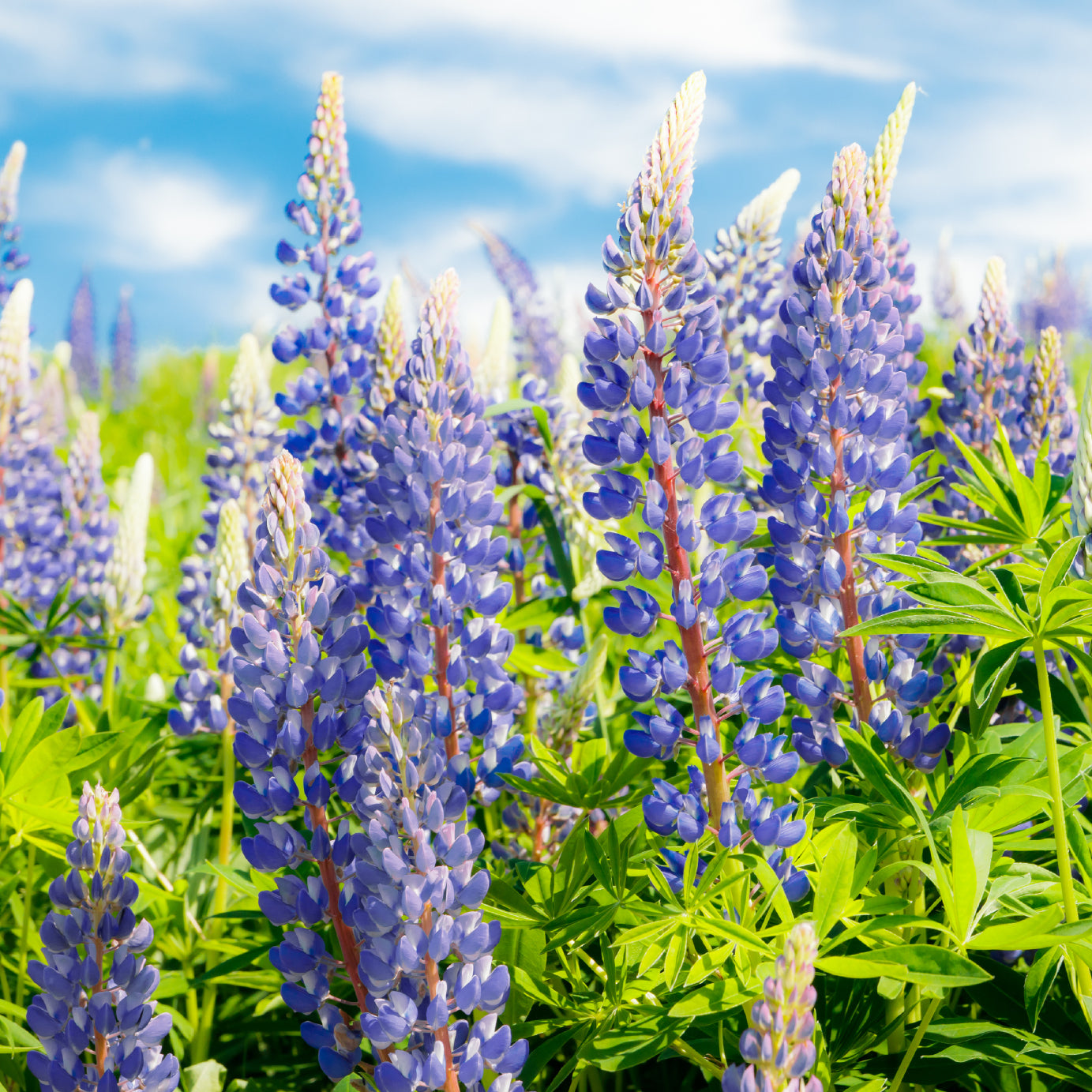 Lupine flowers - North Dakota Wildflower Seed Mix