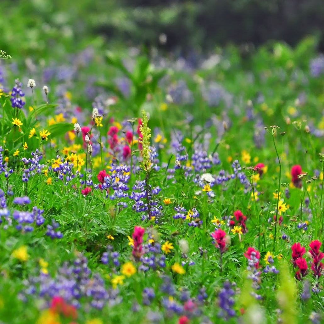 Great Smokies Nation Park Wildflowers