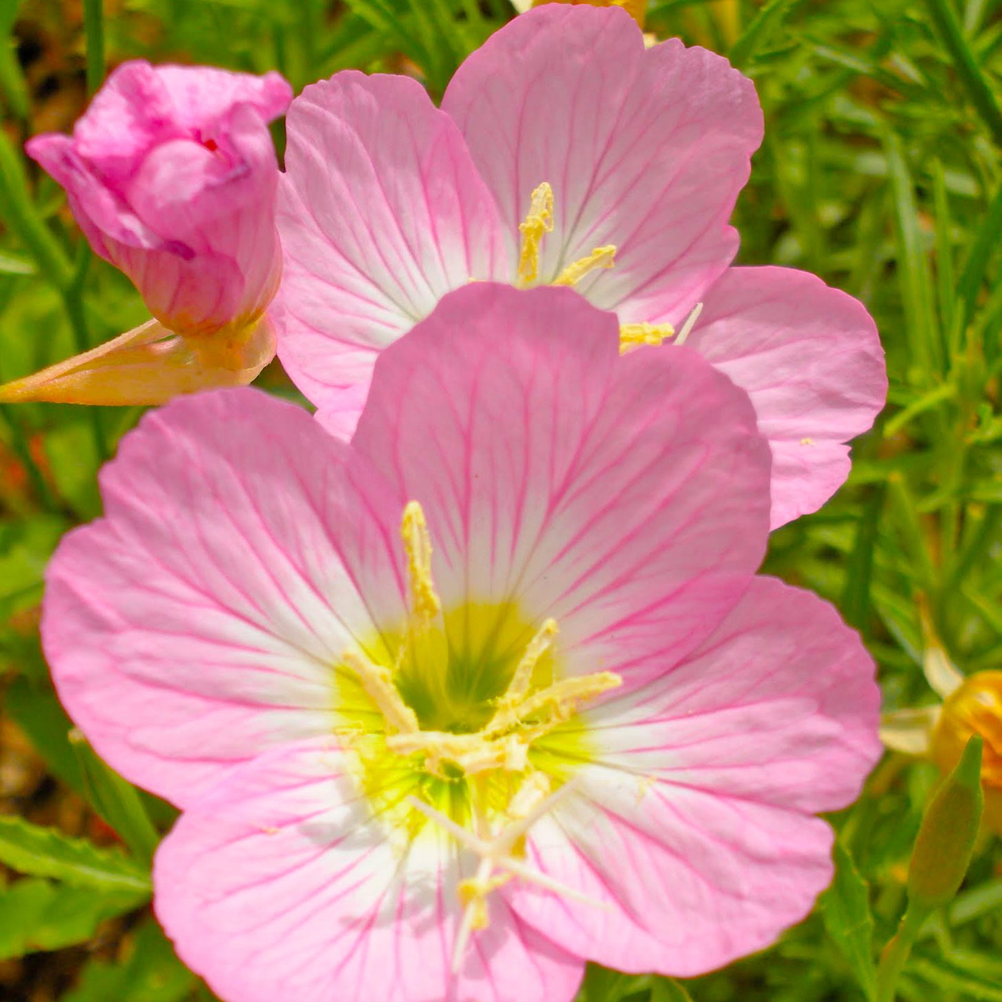 Primrose flower - Kentucky wildflower seed mix