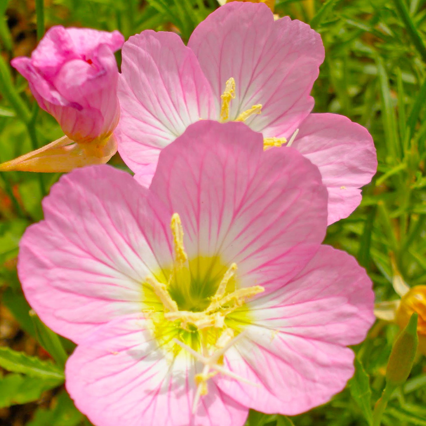 Vermont Wildflower Seeds - Primrose Flower Seeds