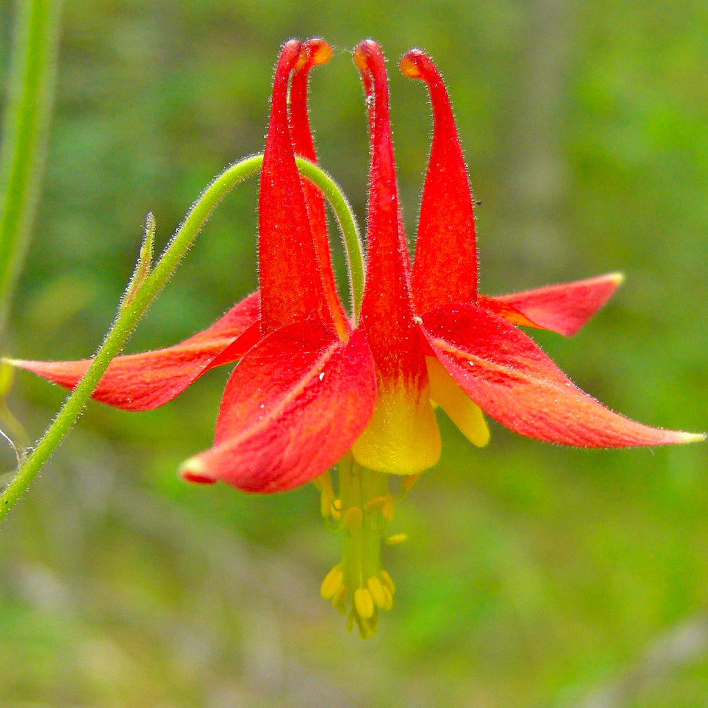 Columbine flower - Kentucky wildflower seed mix