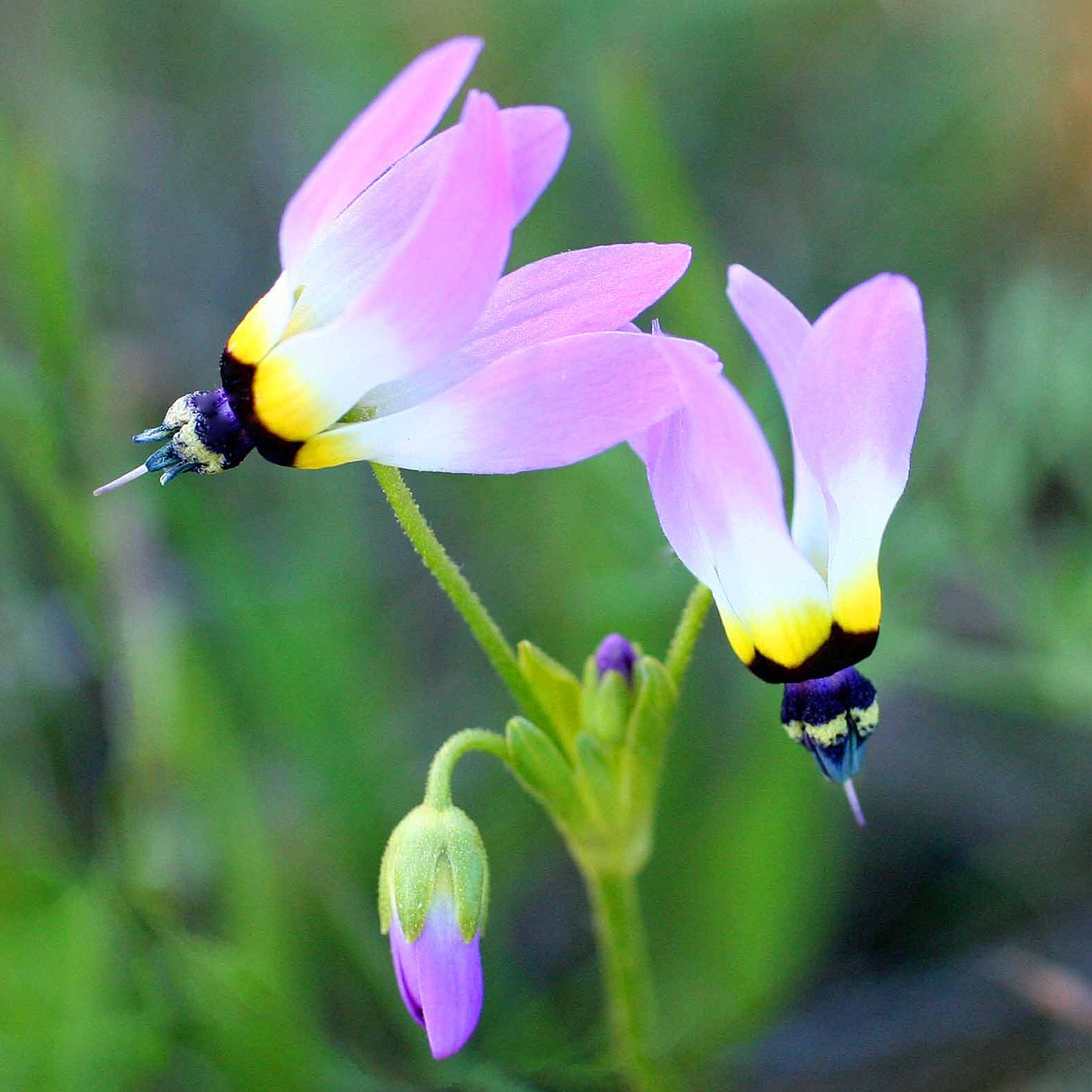 Shooting Star flower - Kentucky wildflower seed mix