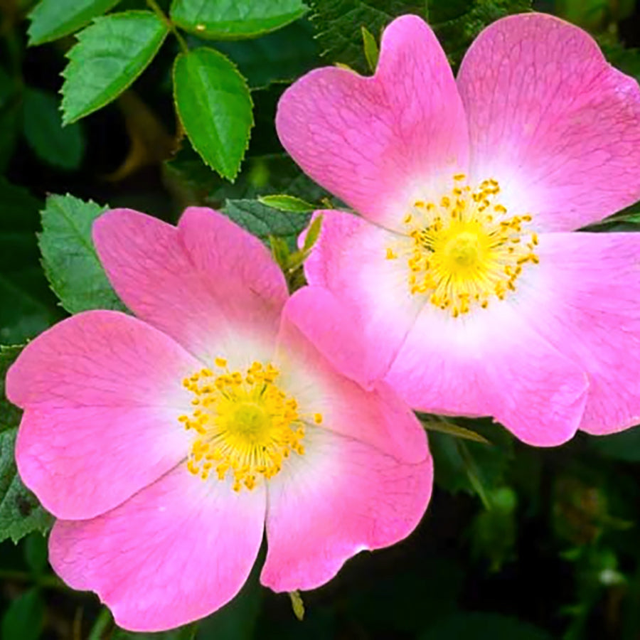 Oklahoma Wildflower Seeds - Wild Rose flowers