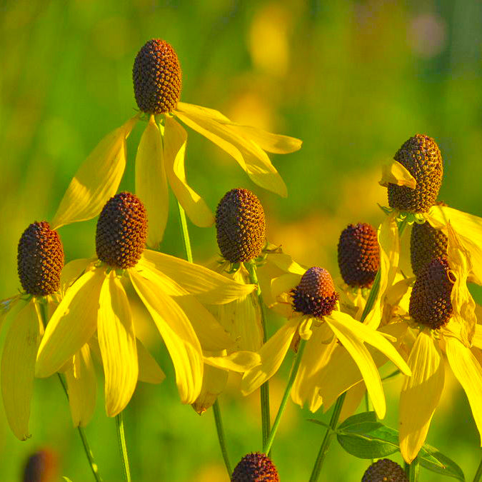 Coneflower flowers - North Dakota Wildflower Seed Mix