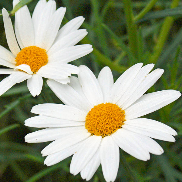 Shasta Daisy flower - Kentucky wildflower seed mix